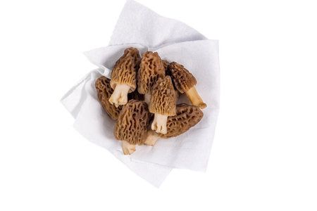 Freshly picked morel mushrooms cleaned and placed on a white background