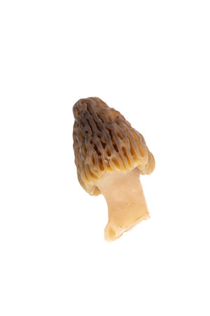 Freshly picked morel mushroom cleaned and placed on a white backgroundの写真素材