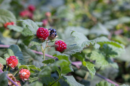 close up of a group of fresh wild berries on the vines