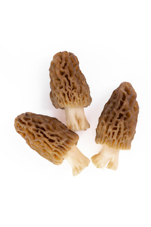 Freshly picked morel mushrooms cleaned and placed on a white backgroundの写真素材