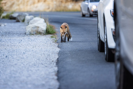 Adult red fox walking on the road  in Glacier National Park, Montana