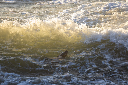 A seal is swimming in the ocean. The water is choppy and the sun is shining on the waves