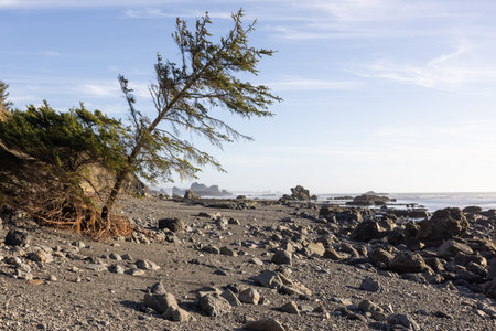 A lone tree stands on a rocky beach. The sky is clear and the sun is shining