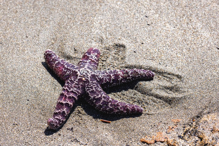 A starfish is laying on the sandの写真素材