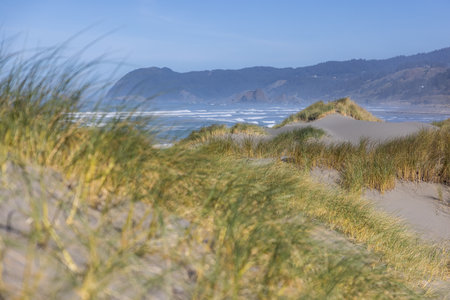 A beach with a grassy hillside and a blue sky. The grass is tall and the beach is sandyの写真素材