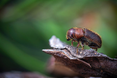 Western Pine Beetle close up on a piece of tree bark