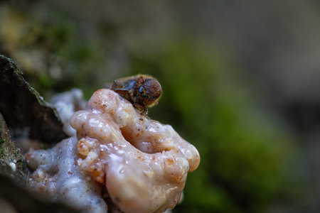 Small Western Pine Beetle climbing on top of a pitch tube where he has access to the inside of the...