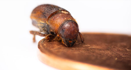 Western Pine Beetle close up on a piece of tree barkの写真素材