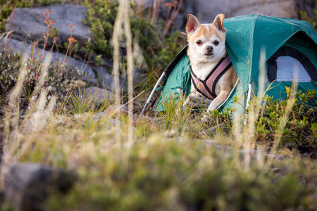 A small dog is sitting in a tent in the grass. The dog is wearing a pink harnessの写真素材