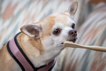 A small dog is sitting on a couch with a person holding a toothbrush. The dog is wearing a pink harness and he is getting its teeth brushed as a concept for pets oral healthの写真素材