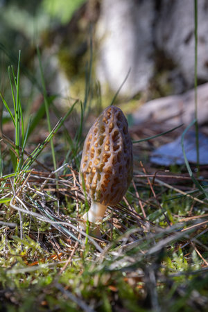 Close up of a fresh morel mushroom growing in the spring grass in Idaho. Morels are a large part of...