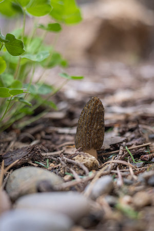 Close up of a fresh morel mushroom growing in garden mulch in Oregon. Morels are a large part of the...