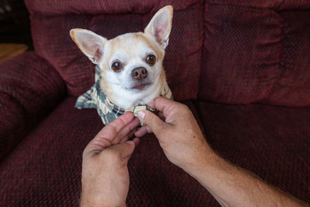 Chihuahua being dressed in a fancy plaid dress by human hands.の写真素材