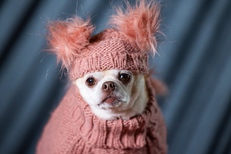 A chubby chihuahua dressed in a pink turtleneck sweater and a fluffy hat.の写真素材