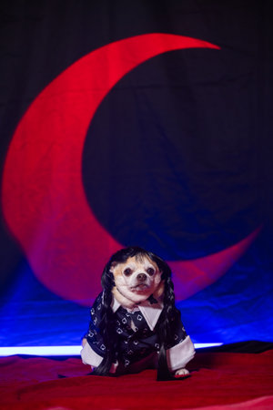Small chihuahua dressed in a dark gothic-style dress with a red crescent moon in the background.の写真素材