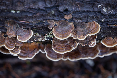 An eye-level, macro close-up of wild Turkey Tail mushrooms (Trametes versicolor or Coriolus versicolor) growing in stacked layers on a dark, decaying log.の写真素材