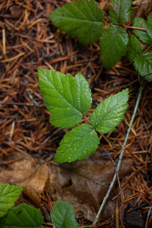 Healthy green leaves on a ground berry plant in the Oregon forest.