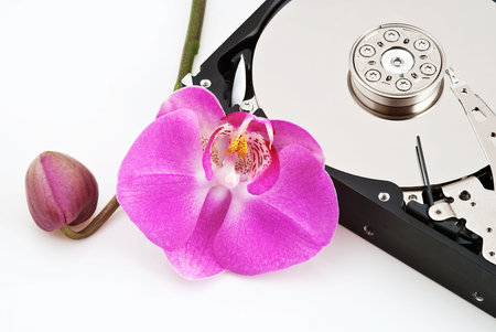 Hard drive and orchid flowerの写真素材