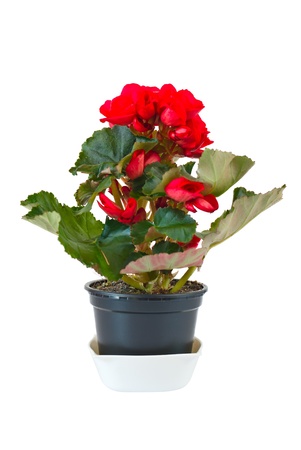 Red begonia in pot, isolated on white backgroundの写真素材