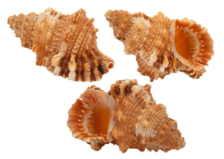 Seashell from different points of view, isolated on white