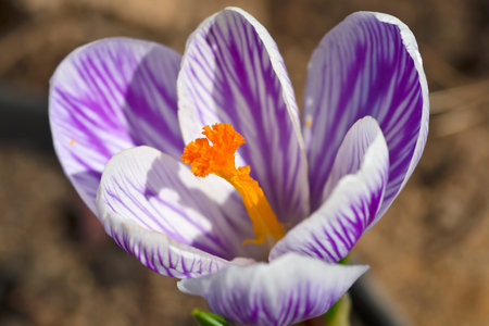 Crocus with veins, macro