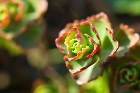 Young stonecrop, macroの写真素材