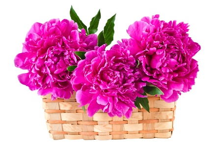 Basket of peonies, isolated on white backgroundの写真素材