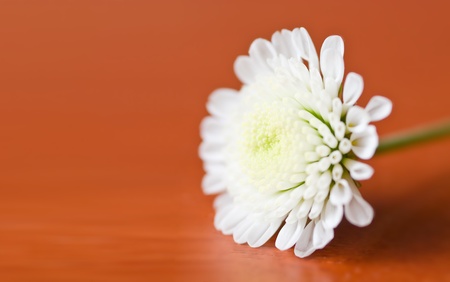 Small flower white chrysanthemum macroの写真素材