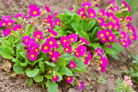 Red primrose grows from soil