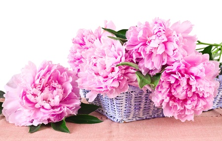 Basket of pink peonies, isolated on white backgroundの写真素材