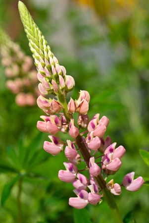 Close up of pink lupineの写真素材