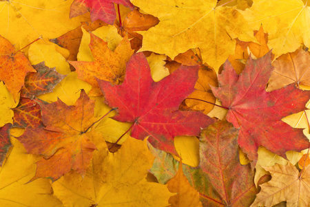 Autumn leaves, can be used as a background