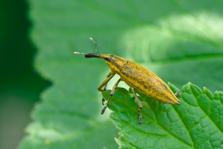 Beetle weevil insect on top of a leaf の写真素材