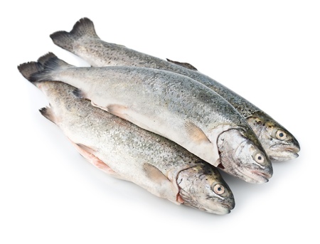 Three fresh trout fish isolated on white background diagonalの写真素材