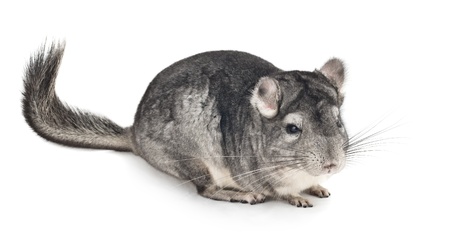 Gray chinchilla on white background  Isolatedの写真素材