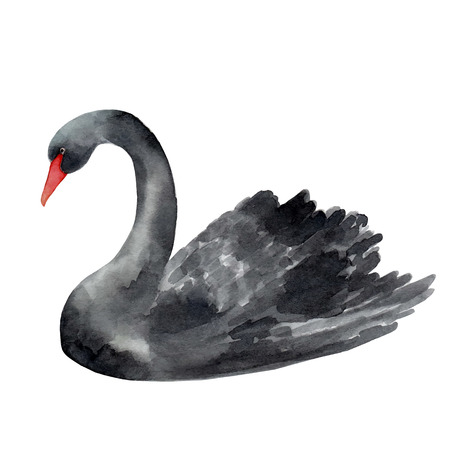Black Swan watercolor illustration on white background. のイラスト素材