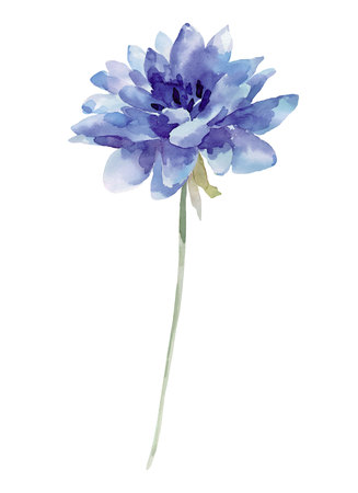 Blue flower, watercolor illustration isolated on white backgroundのイラスト素材