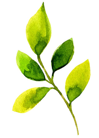 Watercolor leaf elements for design. Watercolor background.のイラスト素材