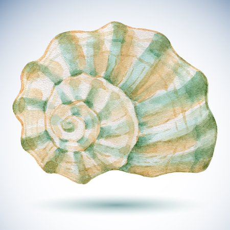 Watercolor hand painted sea shell for your design.のイラスト素材