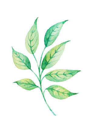 Watercolor leaf on white background design element. It can be used for card, postcard, cover, invitation, birthday card.の写真素材