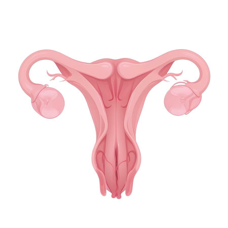 Female reproductive system. Realistic illustration of female reproductive system vector icon for web designの素材