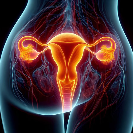 Female reproductive system. Anatomy of female reproductive system. 3D illustrationの素材