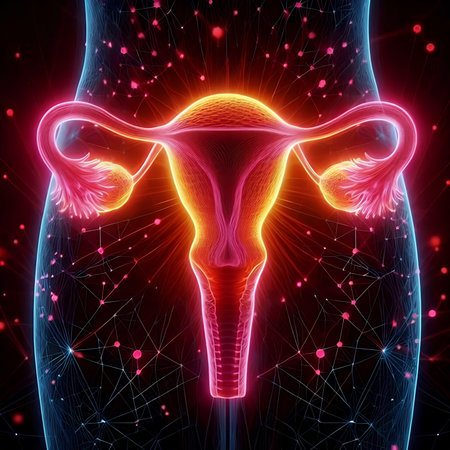 Digital illustration of Female reproductive system in digital background. 3D renderingの素材