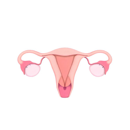 Female reproductive system on a white background. 3d rendering, 3d illustration.の素材