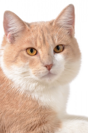 Siberian cat on white background の写真素材