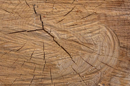 Wooden natural sawn logs as background, top view, flat layの写真素材