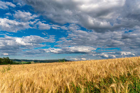 Field of wheat, the land of Bavaria.の写真素材