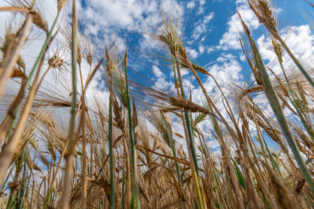Selective Focus On Wheat Ear.Close up of ripe wheat ears against beautiful sky with clouds.spikelet of wheat on a field on a farm against the backdrop of a blue sky.With Selective Focus on the Subjectの写真素材