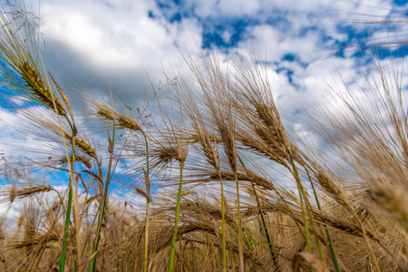 Selective Focus On Wheat Ear.Close up of ripe wheat ears against beautiful sky with clouds.spikelet of wheat on a field on a farm against the backdrop of a blue sky.With Selective Focus on the Subjectの写真素材
