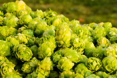 hops
